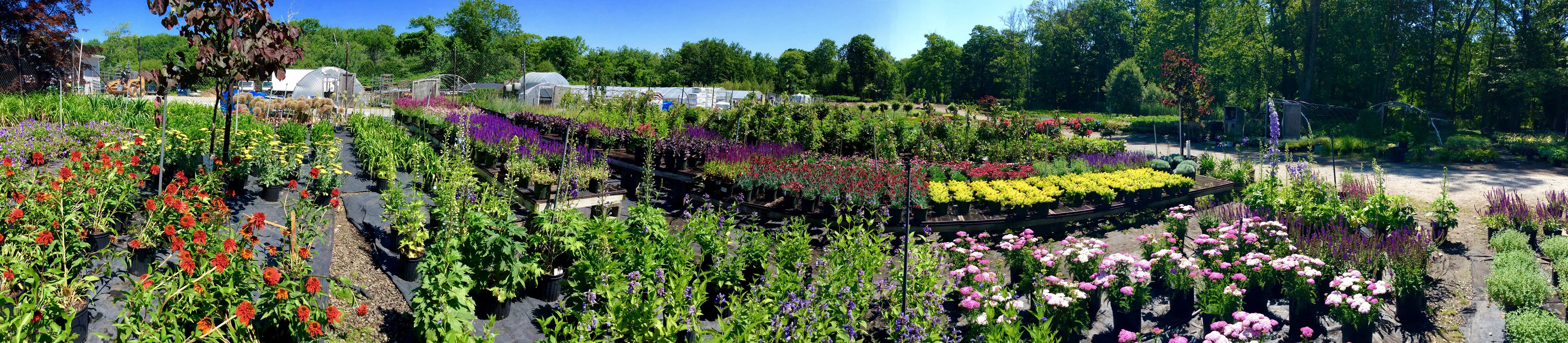 Nursery Yard Valley View Greenhouses