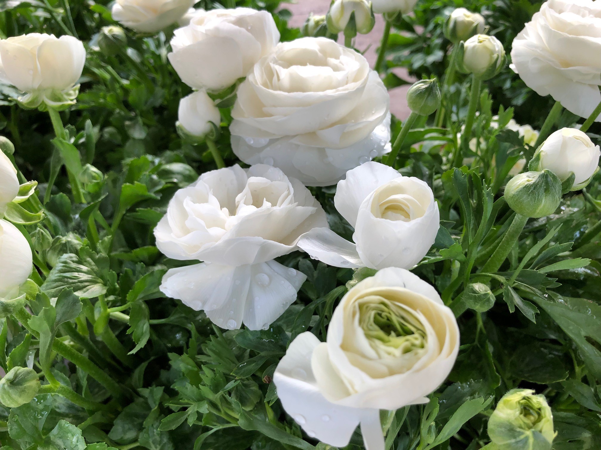 ranunculus white Valley View Greenhouses