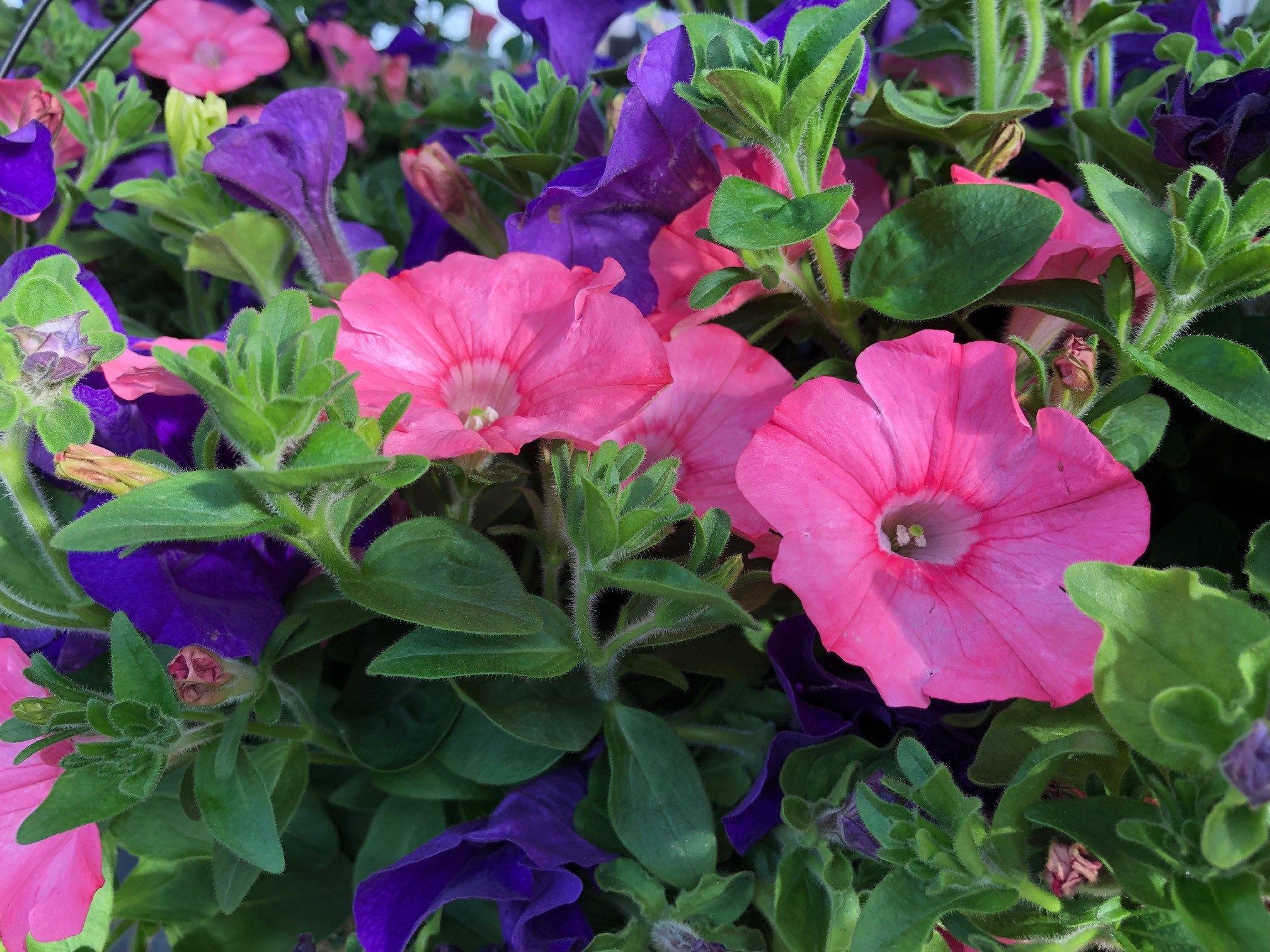 petunias mixed | Valley View Greenhouses