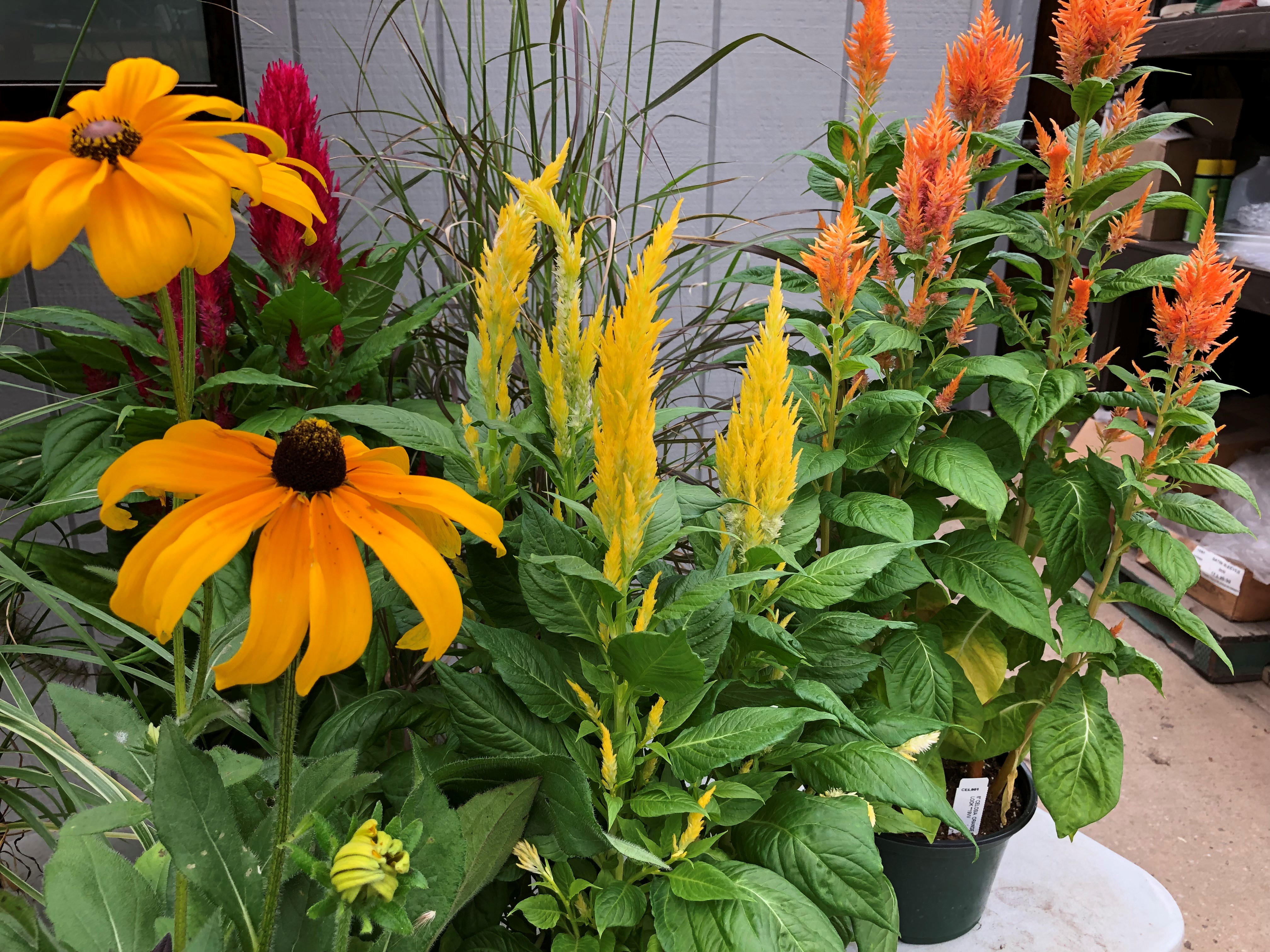 mixed plants Valley View Greenhouses