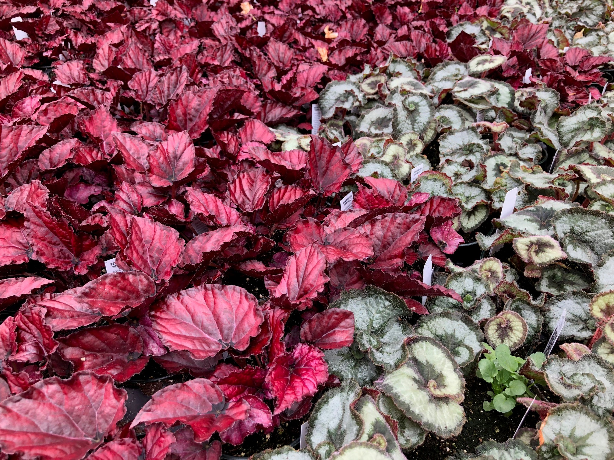 rex begonias Valley View Greenhouses